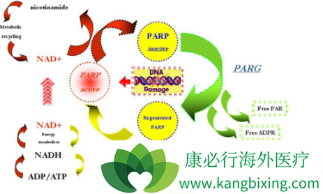 PARPƼ