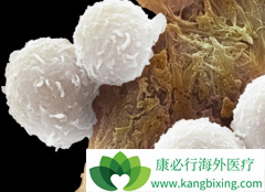 PARP���Ƽ���Ϊ���ư�Ѫ������ϣ��