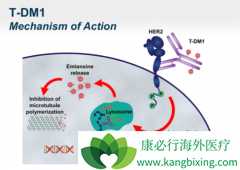 T-DM1��������鵥���¸������������ٰ�