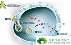 ����ҩ��ż����Enfortumab Vedotin���ư��װ�����Ч��ô����