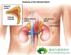 ������Ƥ�ʰ���Σ������Щ����ѡ���Ʒ�����ʲô��