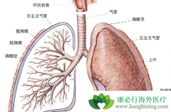 ����������ͪ���ƺ����ά�����߿��ܻ�������صĳ�������