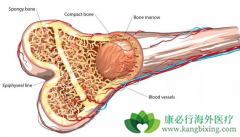 ��Щ���ػ�Ӱ�������ֲ���Ѫ�����ߵ�������