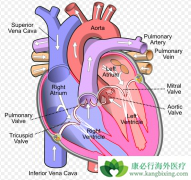 ���������ڷζ�����ѹ���Ƶİ���ҩ������Щ��