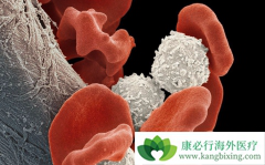 �����ܰ�ϸ����Ѫ���ʺ�����������п���������