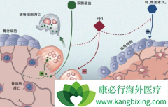 ˫�����ε�����Ч������ʳ������֭Ӱ��