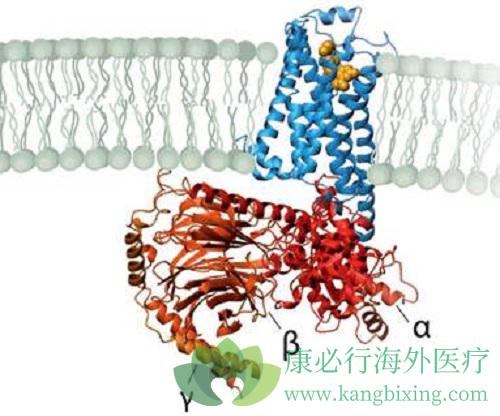 1575631279103117.jpg 前列腺4.jpg