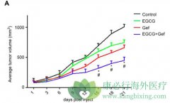 EGCG���ϼ�����������������������Эͬ����