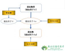 ������/����ɳ��(Rivaroxaban)��ȫ���һ��ֱ��Xa�������Ƽ�