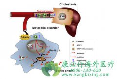 �ƾ���֬���Ը�������ҩ��±�����(obetix)����NASH�ٴ�2b�ڽ��