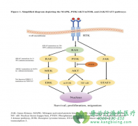 ˾������(Selumetinib)��������Щ���ߣ��ٴ�������Σ�