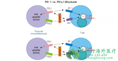 PD-1��PD-L1���ڶԿ���֢��������ʲô��