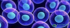 干细胞多久见效？持续时间多久？干细胞到了体内能存活多久？