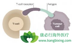 PD-1ʲôܣPD-1ڰ֢е