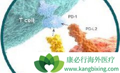 PD-1ڰ֢е Pd-1԰֢Ч