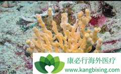 ��ѧ�������о�������Ƿ��ܳ�ΪǱ�ڵĿ���ҩ����Դ