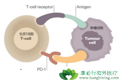 pd1����Ľ���֢��pd1������Ӧ֢