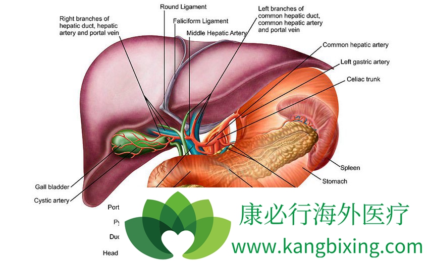 丙肝与肝癌