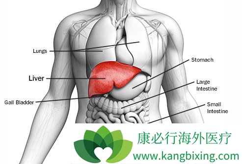 丙肝肝移植